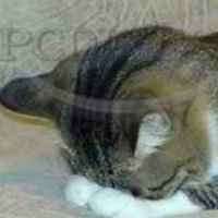 C537f77ae077fd653ff5a2f910025f0ad8e96086