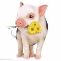 Afa06ee072ccff8ffeed4f0903a5a6000d58353d