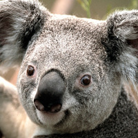 C002c18243723ca474723abbd192cb5028182fd0