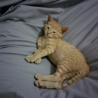 1d72df06f3e0608564750b1725f1c391fe778c0b