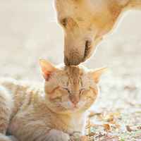 C5a30460e0f26f25576f3c24618b76682c606cf6