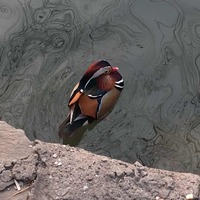 5cc6871b4e673cce3fc4f520037060abadbd97c3