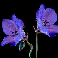 1ede4244deaafda935af1b25db96bc9f99ea5ef7