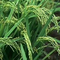 960db393c136681b0c75c1b9affc52f47b420c16