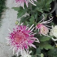 86ad908689194f31d447f7cf2931e513154c9dbe