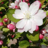 7c3a8a55247452bf3ad79882dcb59da895a3ba80