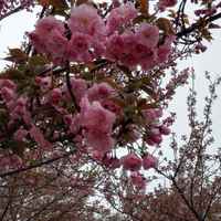 A8a331e1ba964812a8c8ffa5c5431a32a1e1447a