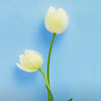 49c23ac29c11efeee78c044b2892e7e1301a0878