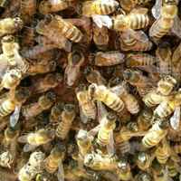 8dc6f1ecf15a920e5c5e15035849f60d6c4bc438