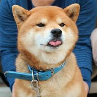 26933d861b4353c9653b58c28887a2ee0686e1dc