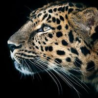 E801eed8100a327da426ee879d080765da1988ca