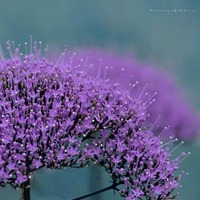 C63540194c4213ac6ae480ce05e6a110f1ba39e9