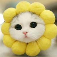 A138916925004e82675964b432fed77989f9a047