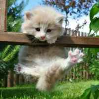 02dee98b6f9950227a3931598ea90118604ccdc6