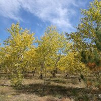 A6cefad99340b168d5db4fc75fef92e8b262927b