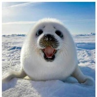 B04bfd0bb27ff2c8bdf6770f73a1ee46673a2411