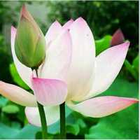 04ea13b7040a4c0094372aed9f4c7b887203ebed