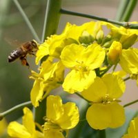 Dec57e53fc4c7a835b37bf5ca46c9d2ea6a14bb4