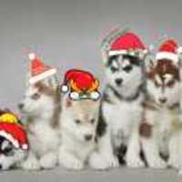 5a37f0c57d8c5ae797967728261020163fa0b58c