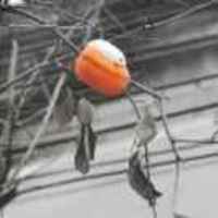 8041a3cb4076fb6b3f1570b6a72823c6da816ac5