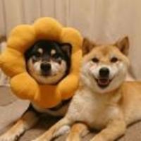 5a2133f0677f3f1c521d699c9e54791c77ac49d3