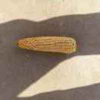 D80085901577ff1764d4d83fbe3119387b91098a