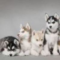 E04bc469a447b2c443860db09b168e8cbf1fb00b