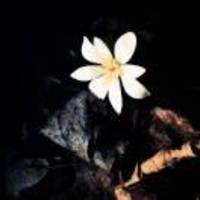 8e9160a46369f67a207a0f48da694f6f5411ab13