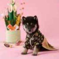 282f824276d63c98b2bdce394e8022b5574b12d8