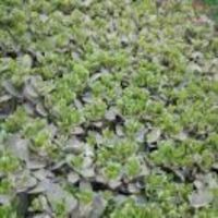 B2b1e58ae287b0bb38c2ab1de7add92f66631ffc