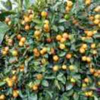 161a7e3fba79d540a21809b247c2851a77212f72