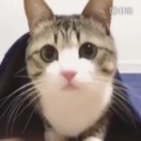 C06fe4244f798a151887d40fef3adc72199fb7d0