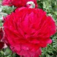 C7b1542d77dc72a925f627a4bd909f0702b8908f