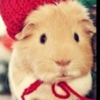 9f47b96eda64b195ebd16b576f20f8f09003e3f9