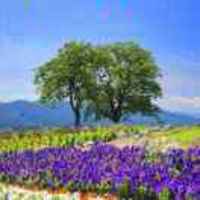 18fa749a2e6b7a9de58f3c992746eda2ed0be44b