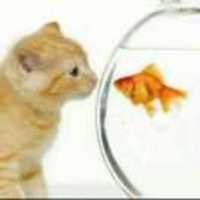 7f97f503aca4a8185b9698380e6f1f83cda23096