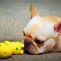 5228959989e39b67fa650c57a7818369e8b3c3db