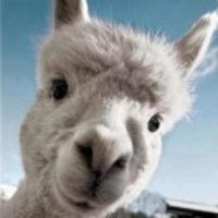 6c02d0d5cdad5a258b0bf74ee9140904cdf54a44