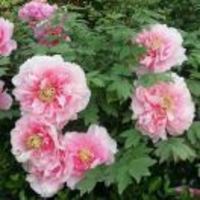 74856cdd8b277cb72451e7948ba2c8956b44dcce