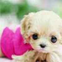 Ebf215de1230bee638f3e93b5146cbe38f26ce3f