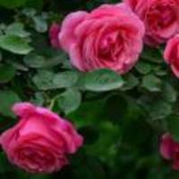 218083dd97ae4bf503a297389792e33a2c008a03