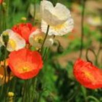 C34e4046237c6a18af441fd2f7d832ba106eb2d8