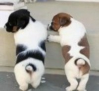 18f2135f823c1a65dfbb1b536570ca4cd42a6c07