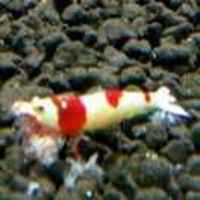 Aff2de742b82976269746d293d0ac3887bc57a43