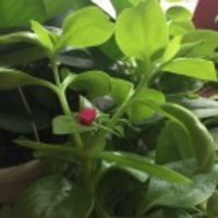 1ac859e7c9e95d57726473bbca2efe8ee2174200