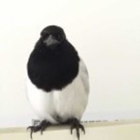 004986f28873a25952af036b2df3bd27c53d8f57