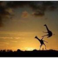 41524c8bb129e32fa8fb8f9c0c6fa8d75a935a4c