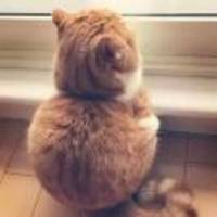 B298cf603b951f5b1b732ff32fe4637aea54c929