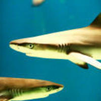 61fab45eceba6dd7440430f2375674d5e9748bd1