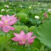 Decd1d4877c25975780c5e3cfd86b15a96b68a21